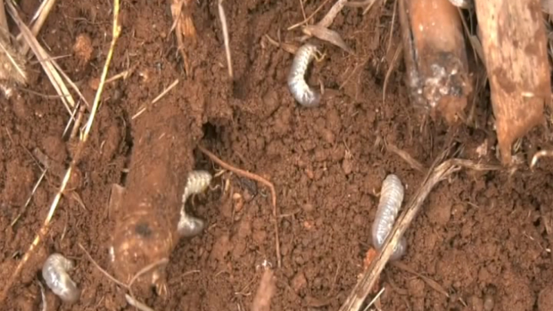 Double Whammy for Belagavi Sugarcane Farmers Delayed Rains and White Grub Menace Threaten Yield 2
