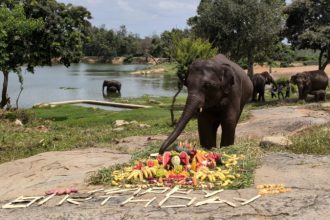 Elephant Birthday