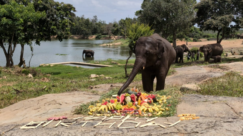 Elephant Birthday