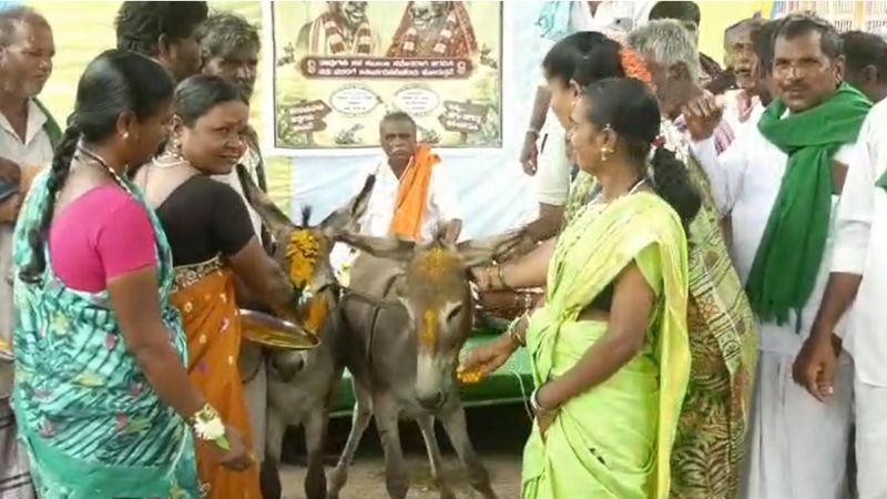 Frog marriage Dharwad