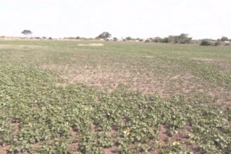 Gadag Crop Loss