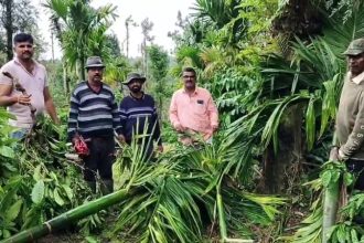 Hassan Belur Coffee Plantation Destroyed By Wild Elephants
