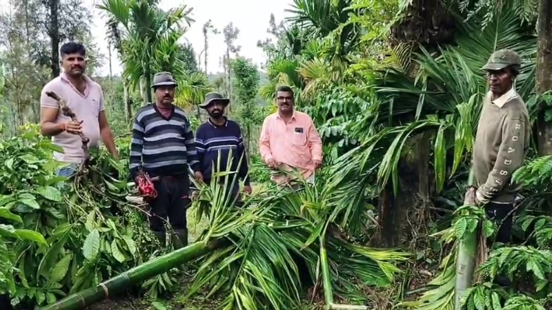 Hassan Belur Coffee Plantation Destroyed By Wild Elephants