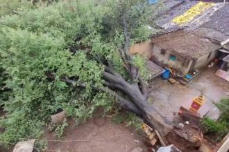 Heavy Rains Lash Belagavi Massive Tamarind Tree Collapses in Khasbag Damages Four Houses Miraculous Escape for Fam