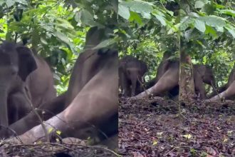 Kodagu Wild Elephant