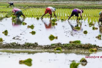 Rice Cultivation