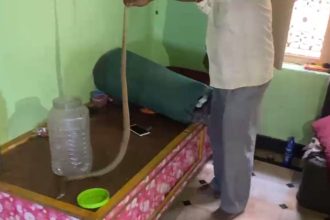 Snake in bed