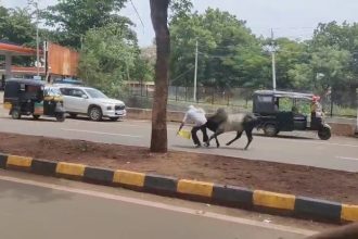 Stray Bull Attacks Elderly Man Near Bagalkot DC Office Escapes Tragedy After Locals Intervene 1