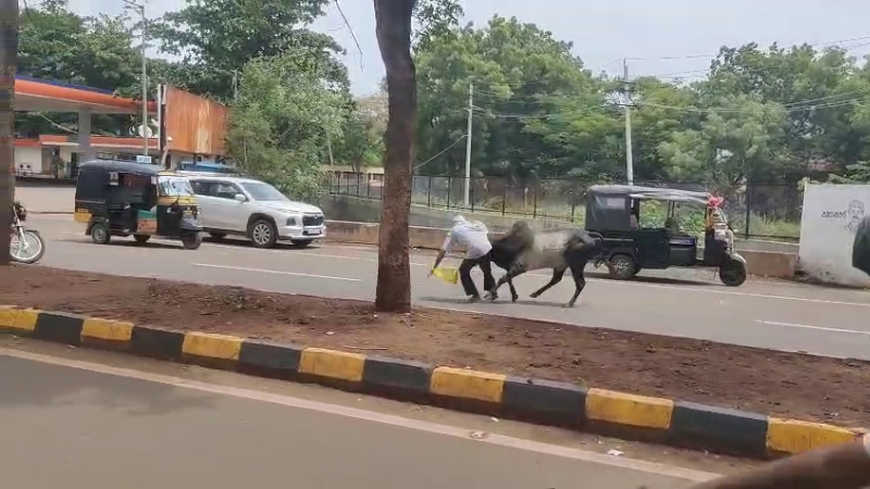 ಬಾಗಲಕೋಟೆಯಲ್ಲಿ ಗೂಳಿಗಳ ಅಟ್ಟಹಾಸ: ವೃದ್ಧನ ಮೇಲೆ ಭೀಕರ ದಾಳಿ