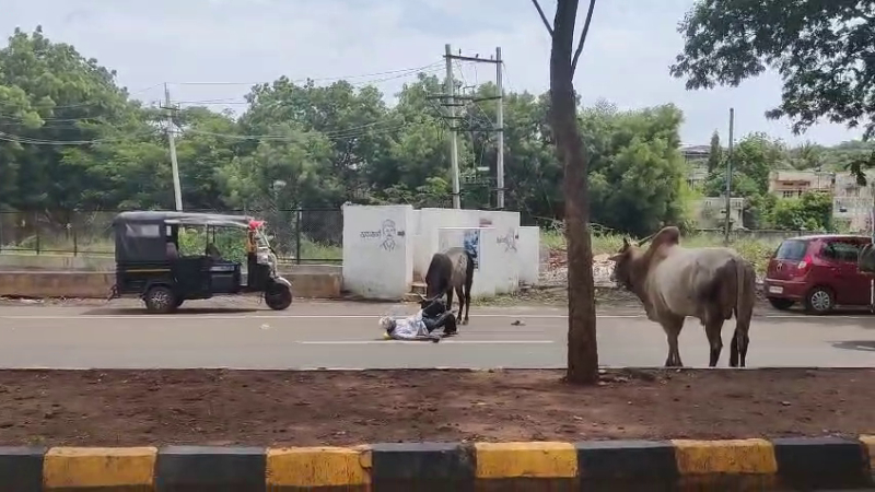 ಬಾಗಲಕೋಟೆಯಲ್ಲಿ ಗೂಳಿಗಳ ಅಟ್ಟಹಾಸ: ವೃದ್ಧನ ಮೇಲೆ ಭೀಕರ ದಾಳಿ 9 Stray Bull Attacks Elderly Man Near Bagalkot DC Office Escapes Tragedy After Locals Intervene 2