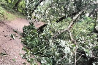 Student seriously injured after tree falls due to heavy rain in Ripponpet