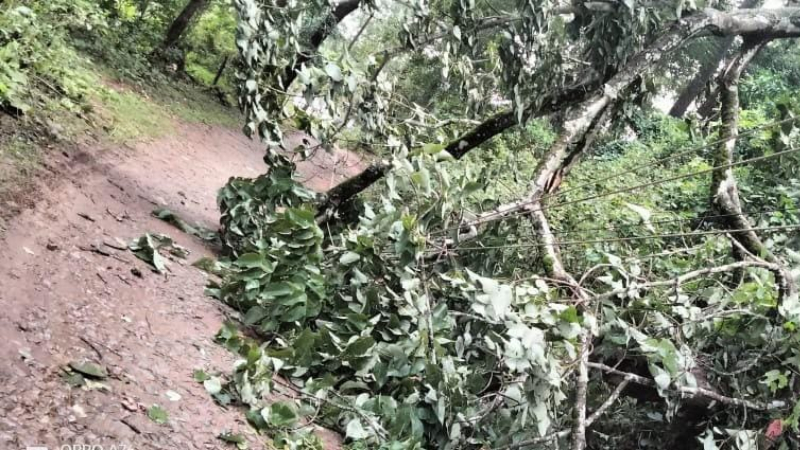 Student seriously injured after tree falls due to heavy rain in Ripponpet