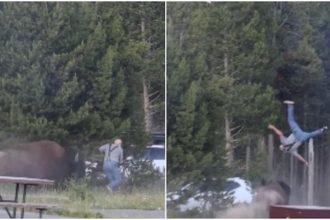 Terrifying moment bison chases tourist tosses him 8ft into the air at US Yellowstone National Park