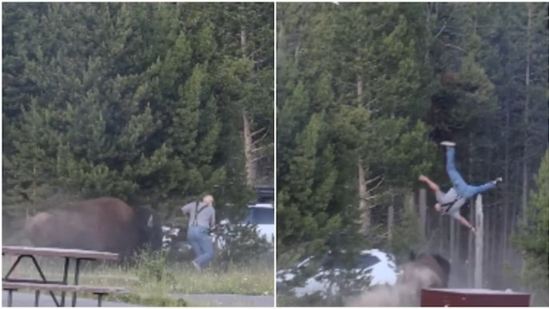 Terrifying moment bison chases tourist tosses him 8ft into the air at US Yellowstone National Park