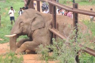 Trapped in Iron Grips Wild Elephant Stuck in Railway Barricade Near Kanakapura Rescue Ops Underway 1