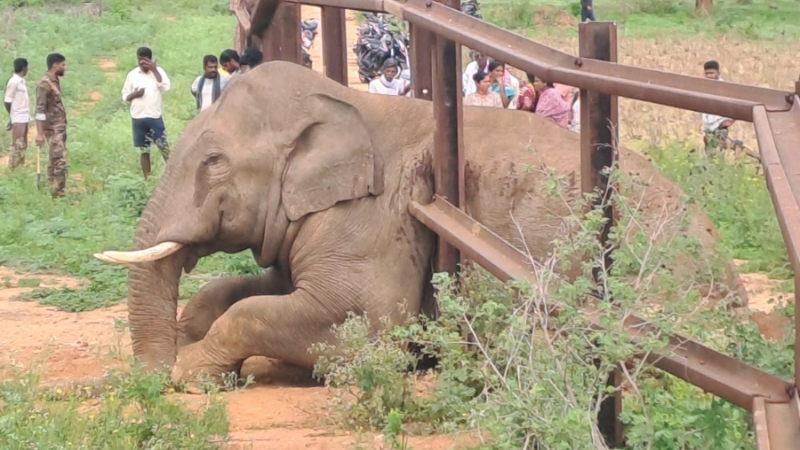 Trapped in Iron Grips Wild Elephant Stuck in Railway Barricade Near Kanakapura Rescue Ops Underway 1