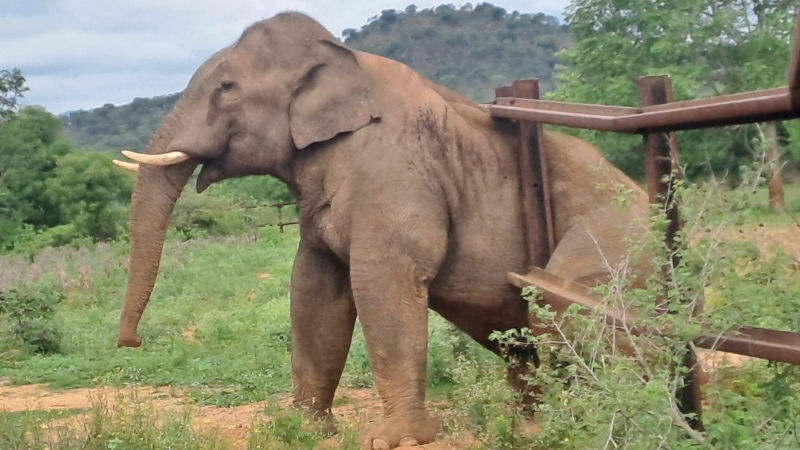 Trapped in Iron Grips Wild Elephant Stuck in Railway Barricade Near Kanakapura Rescue Ops Underway 2