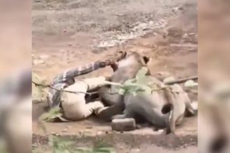 Video Shows Terrifying Moment Lion Refuses To Let Go Of Gujarat Man