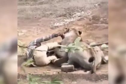 Video Shows Terrifying Moment Lion Refuses To Let Go Of Gujarat Man
