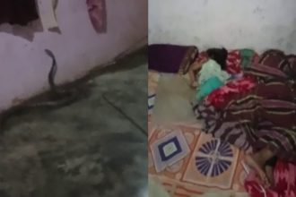 cobra bengaluru