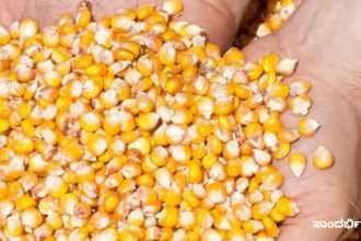 corn 1