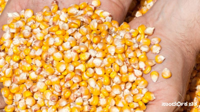 corn 1