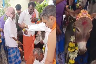 donkey marraige For Rain in Harihara Davanagere