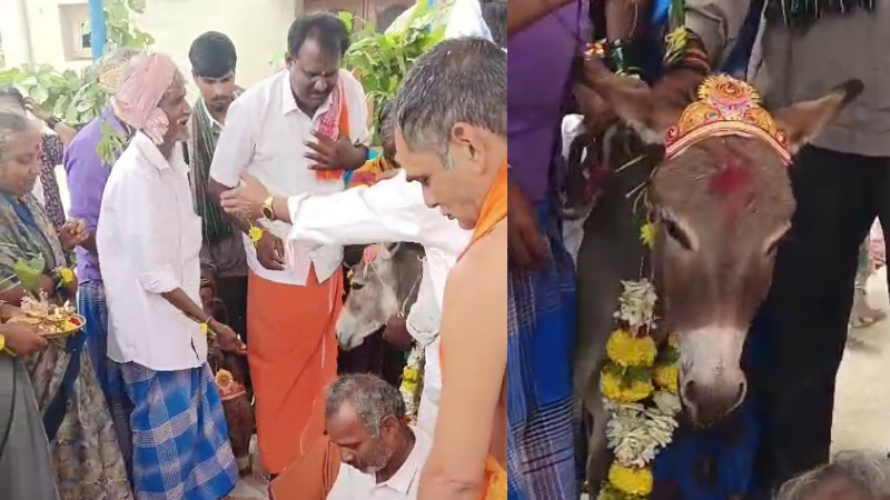 donkey marraige For Rain in Harihara Davanagere