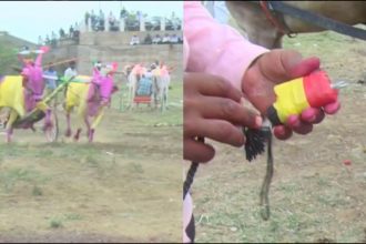 kara hunnime ox race