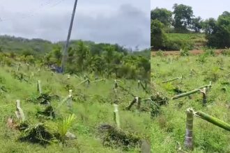 miscreants cut 600 areca trees at farm in davanagere one arrested