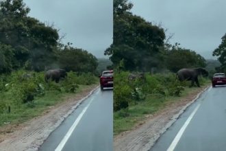 wild elephant attack car