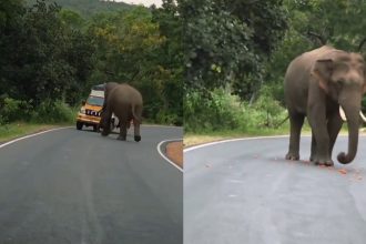 wild elephant bandipur