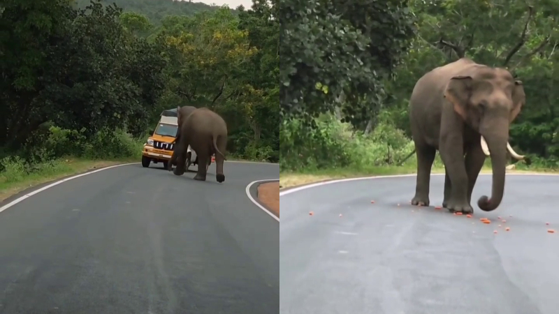 wild elephant bandipur