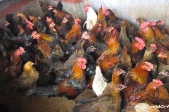 830 chickens die in a single day at a poultry farm in Davangere