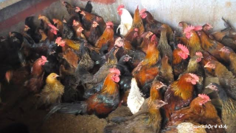 830 chickens die in a single day at a poultry farm in Davangere