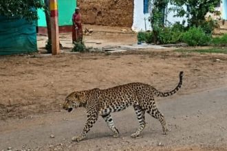 Chikkamagaluru Leopard