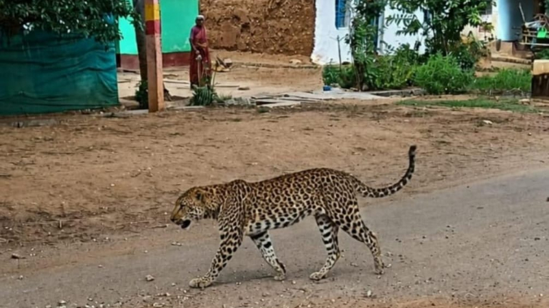 Chikkamagaluru Leopard