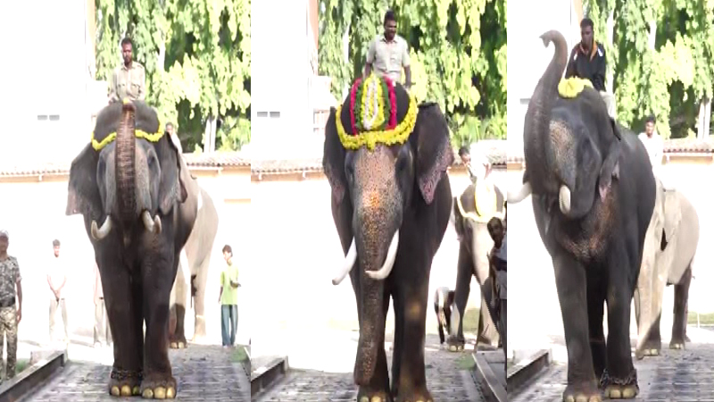 ಮೈಸೂರು ದಸರಾ ಆನೆಗಳ ತೂಕ ಪರೀಕ್ಷೆ: ಶ್ರೀಕಂಠನೇ ಹೆಚ್ಚು ಬಲಶಾಲಿ, ಕೊನೇ ಸ್ಥಾನದಲ್ಲಿ ಕಾವೇರಿ 10 Dasara Elephants 1