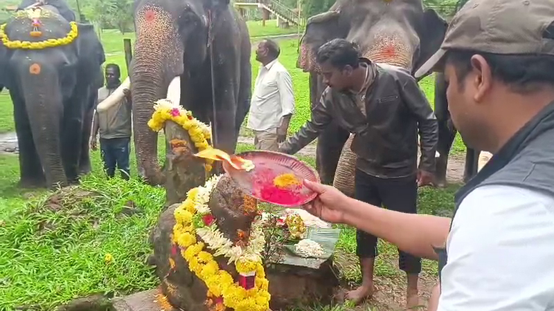Dasara Elephants 2