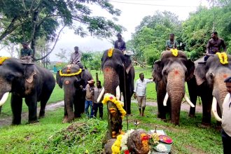 Dasara Elephants