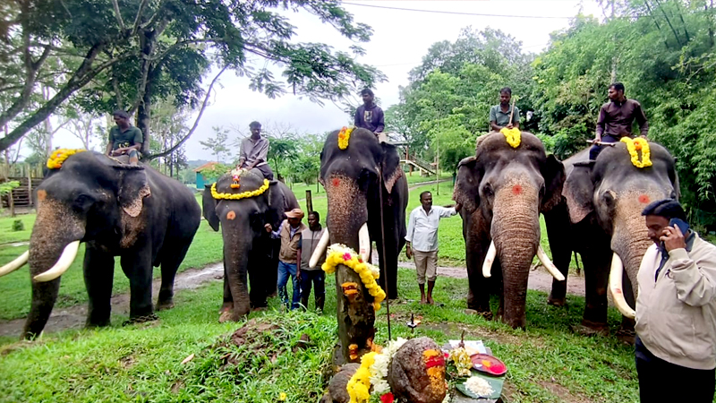 Dasara Elephants