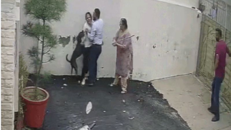Dog Attack