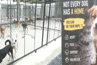 Dog Shelter