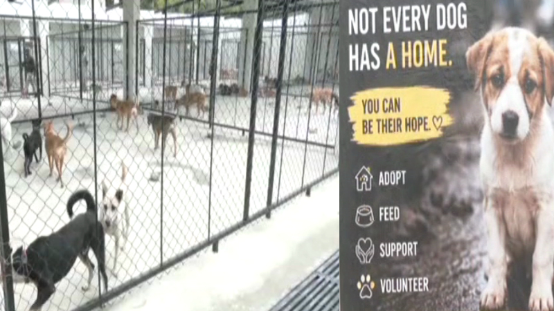 Dog Shelter