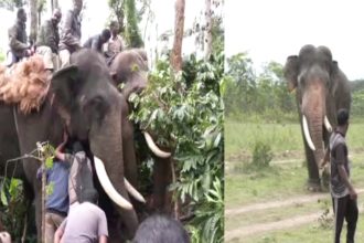 ELEPHANT