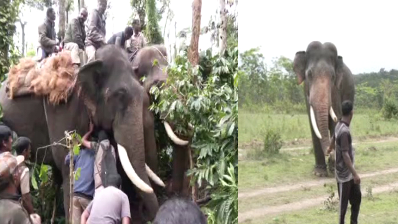 ELEPHANT