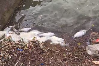 Fish Death