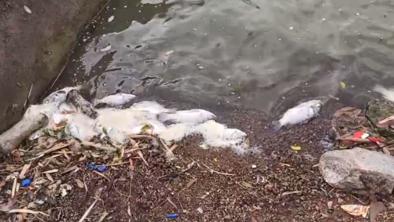 Fish Death