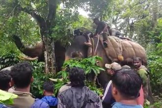 HASSAN ELEPHANT