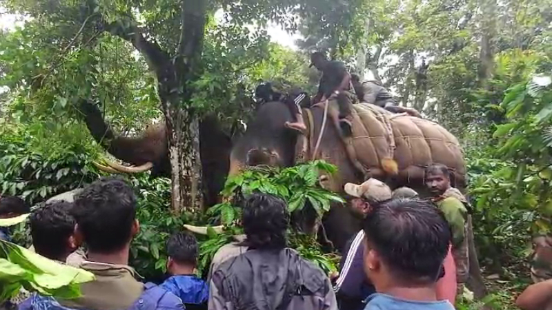HASSAN ELEPHANT